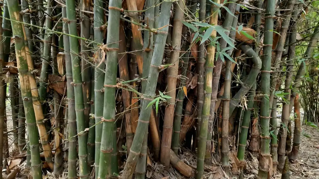 Bamboo Science & Species | Bamboo Synergy Technologies