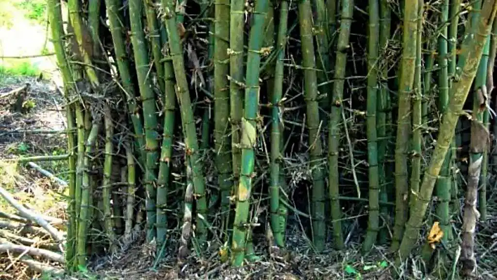 Bamboo Science & Species | Bamboo Synergy Technologies