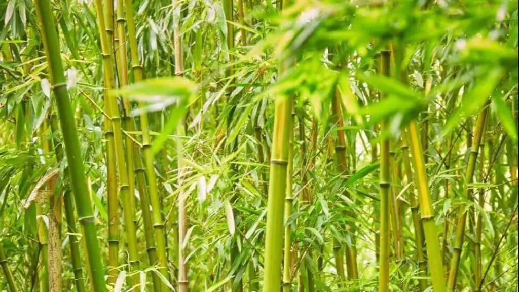 Bamboo Science & Species | Bamboo Synergy Technologies