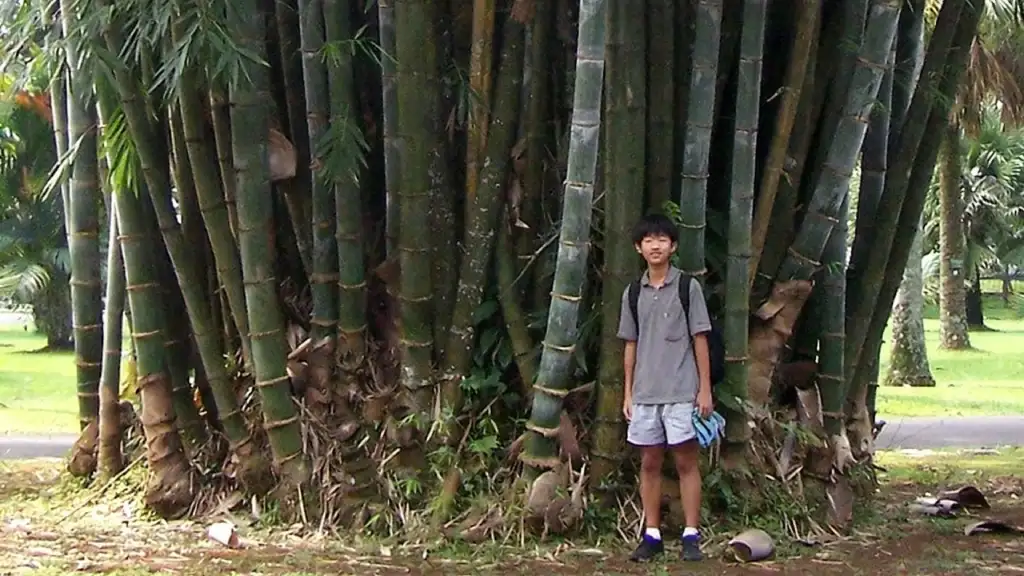 Bamboo Science & Species | Bamboo Synergy Technologies