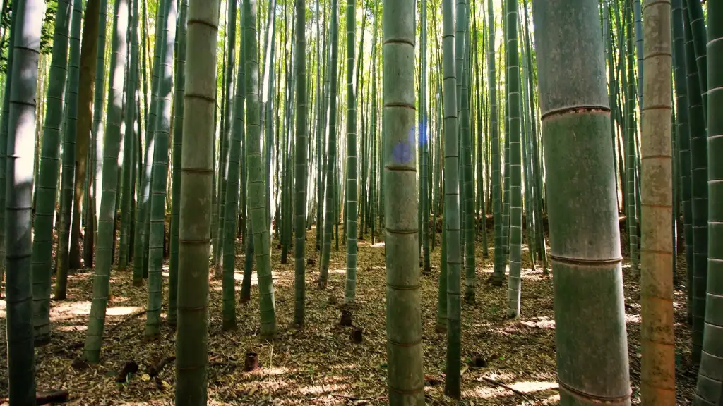 Bamboo Science & Species | Bamboo Synergy Technologies